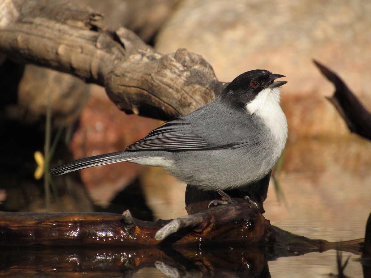 Black-capped Warbling Finch - ML107595061