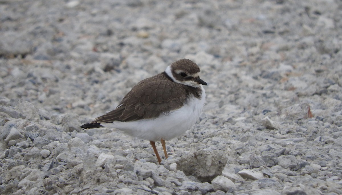 Common Ringed Plover - ML107597121