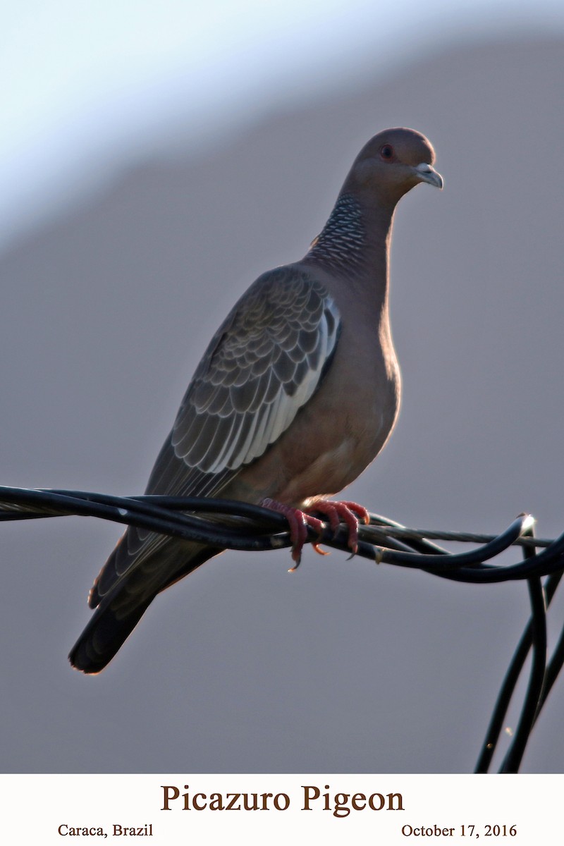 Picazuro Pigeon - William Parkin