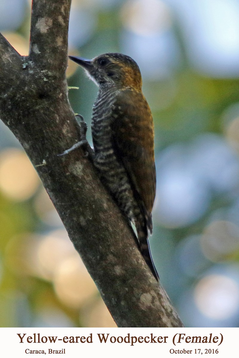 Yellow-eared Woodpecker - William Parkin
