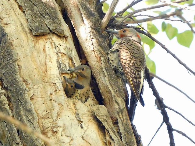 Male with nestlings; July, Alberta, Canada. - Northern Flicker (Yellow-shafted x Red-shafted) - 