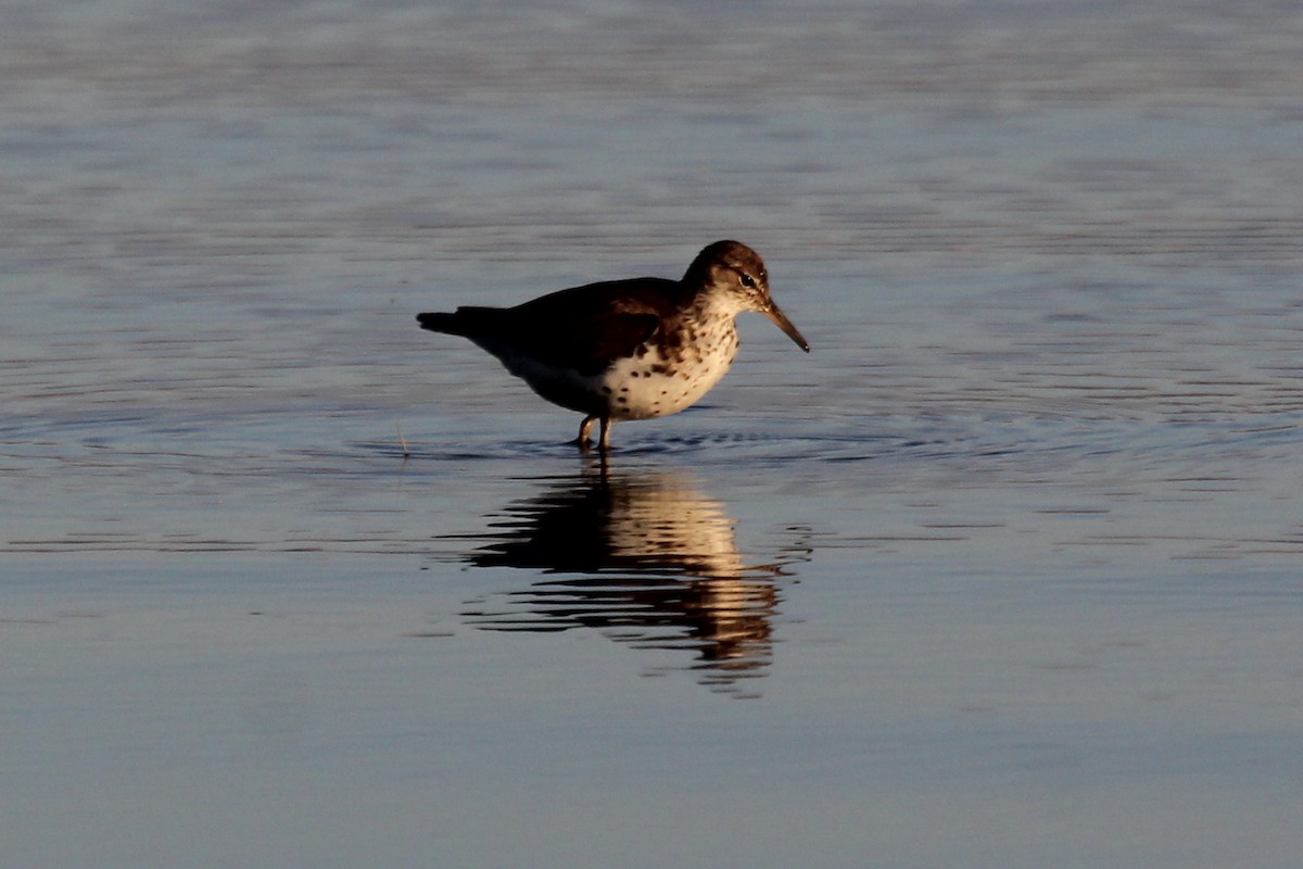 Spotted Sandpiper - Kenny Frisch