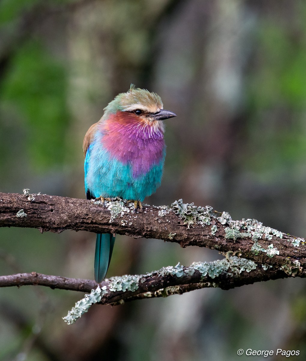 Lilac-breasted Roller - ML107600291