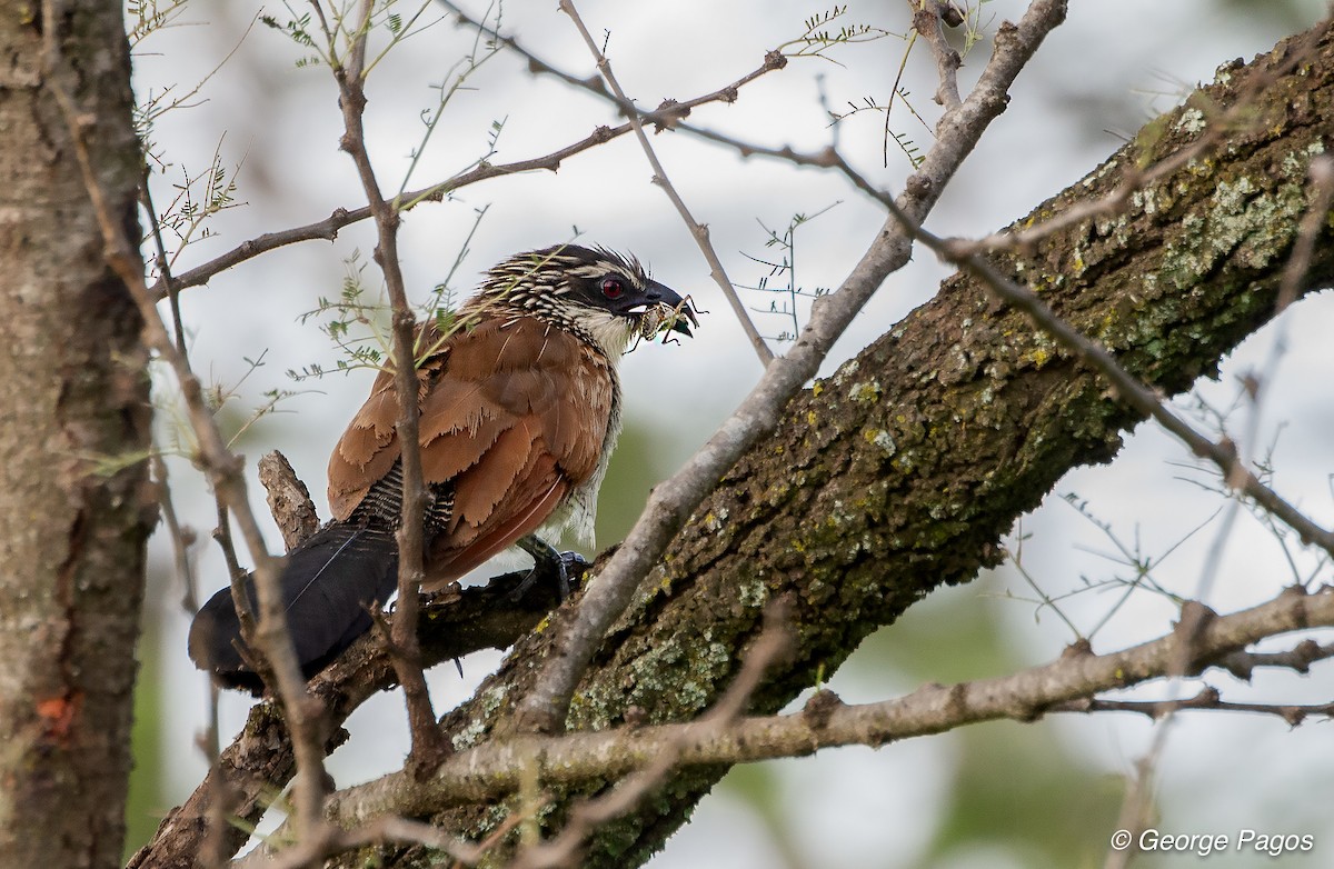 White-browed Coucal - George Pagos