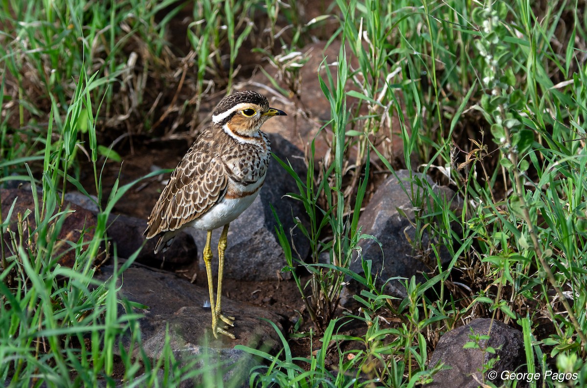 Three-banded Courser - ML107600571