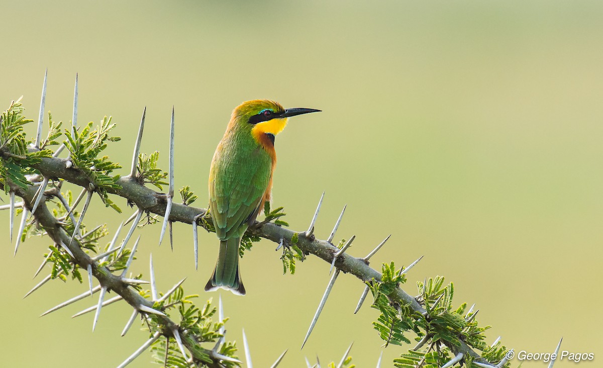 Little Bee-eater - ML107600651