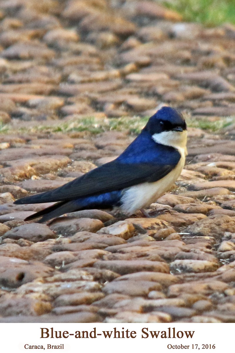 Blue-and-white Swallow - ML107600661