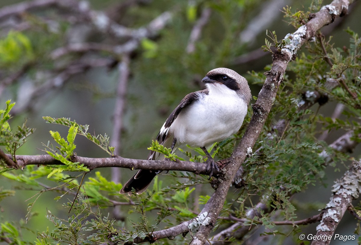 Gray-backed Fiscal - George Pagos