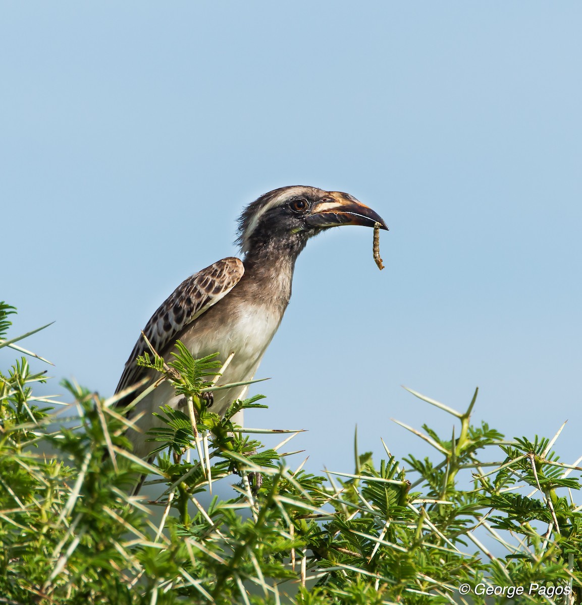 African Gray Hornbill - George Pagos