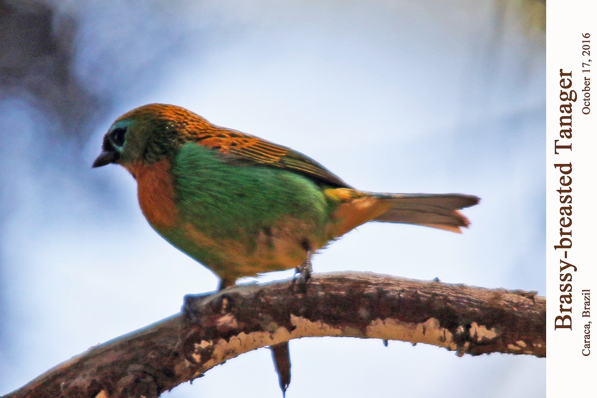 Brassy-breasted Tanager - ML107601341