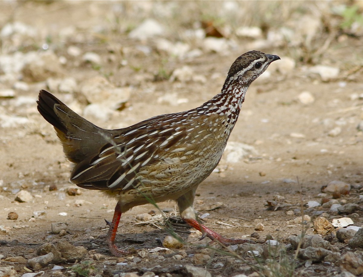 Crested Francolin - Don Roberson