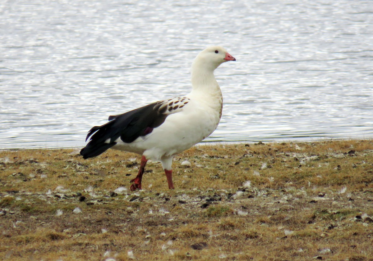 Andean Goose - Mark Salvidge