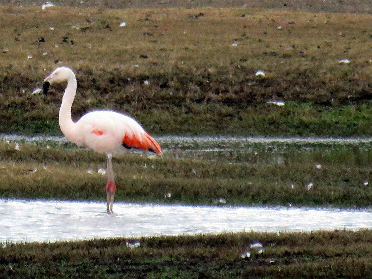 Chilean Flamingo - Mark Salvidge