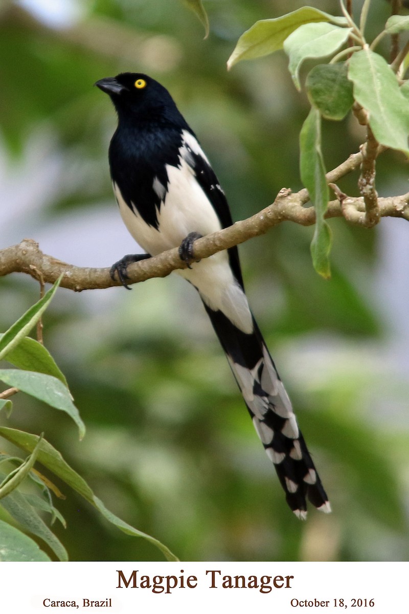 Magpie Tanager - ML107605021