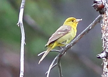 Western Tanager - Piming Kuo
