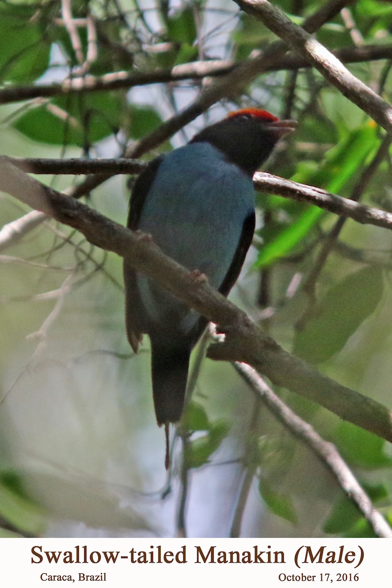 Swallow-tailed Manakin - ML107607021