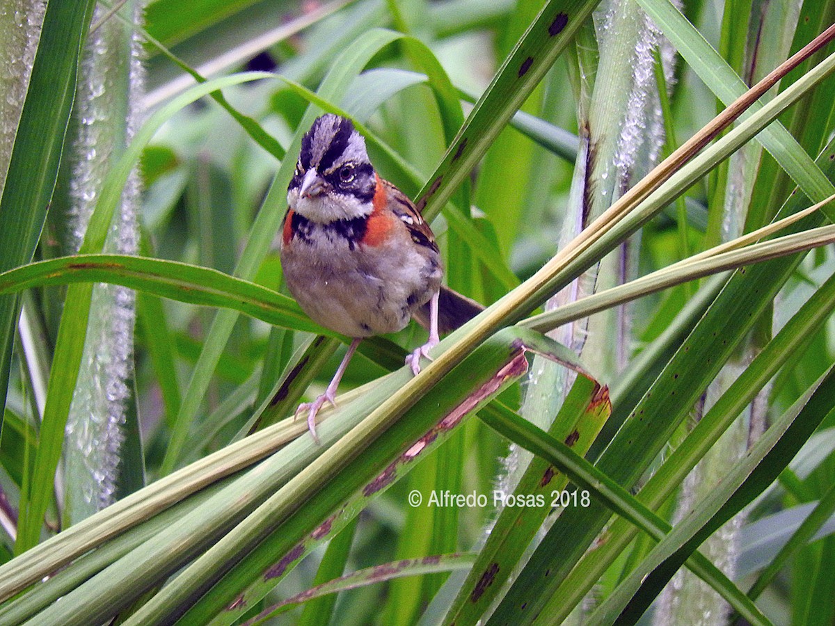 Rufous-collared Sparrow - Alfredo Rosas