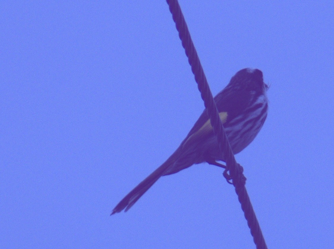 New Holland Honeyeater - Andrew Sides