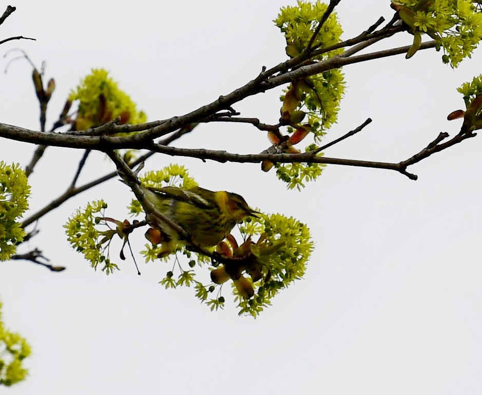 Cape May Warbler - Paul Arneson