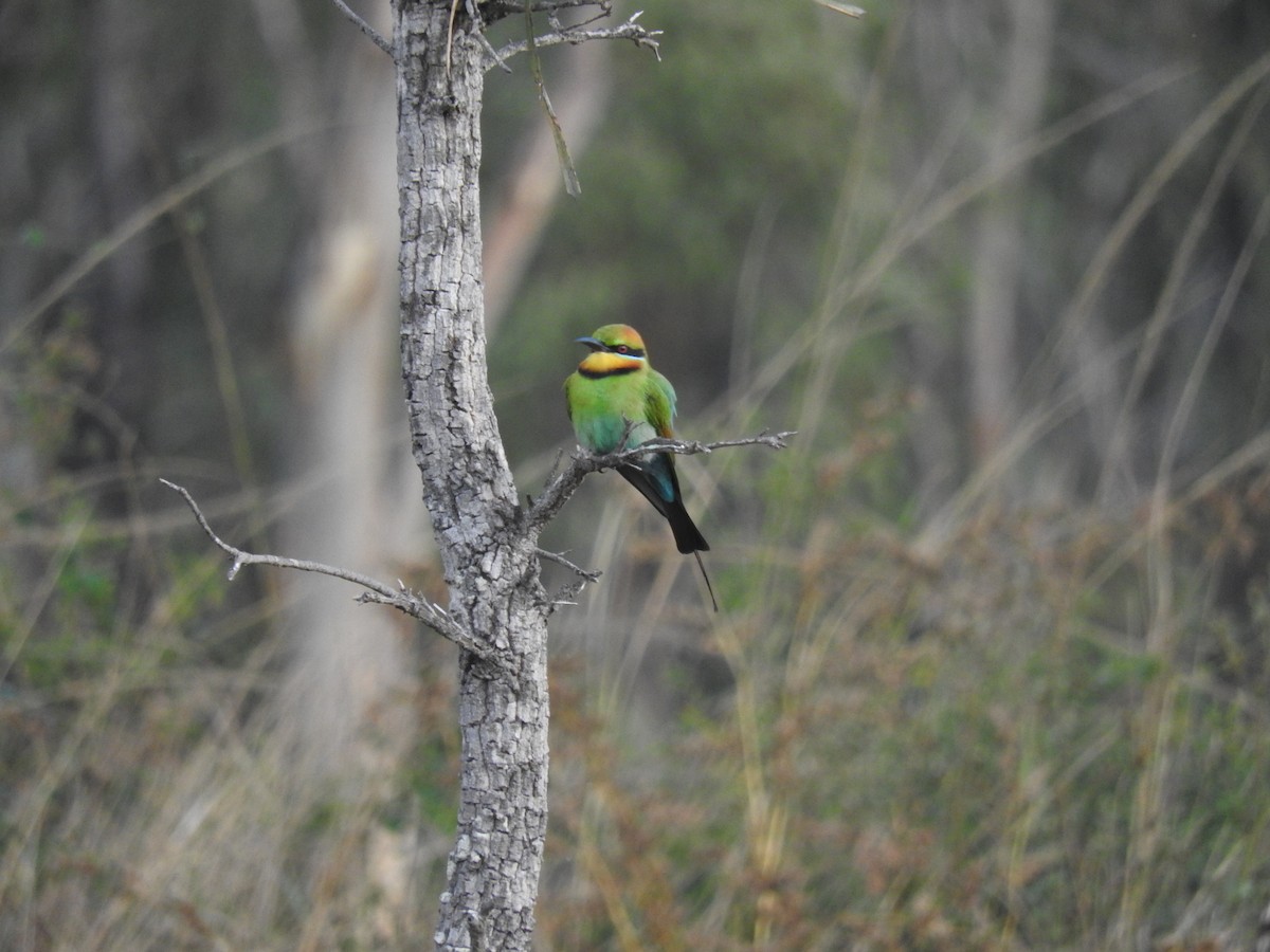 Rainbow Bee-eater - George Vaughan