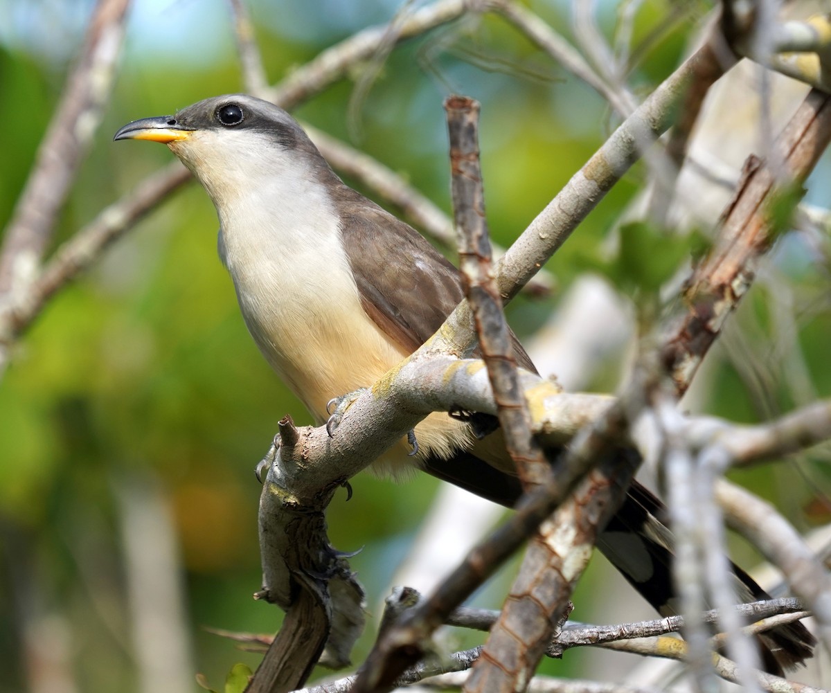 Mangrove Cuckoo - Teri Zambon True