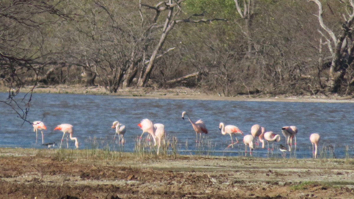 Chilean Flamingo - ML107615621