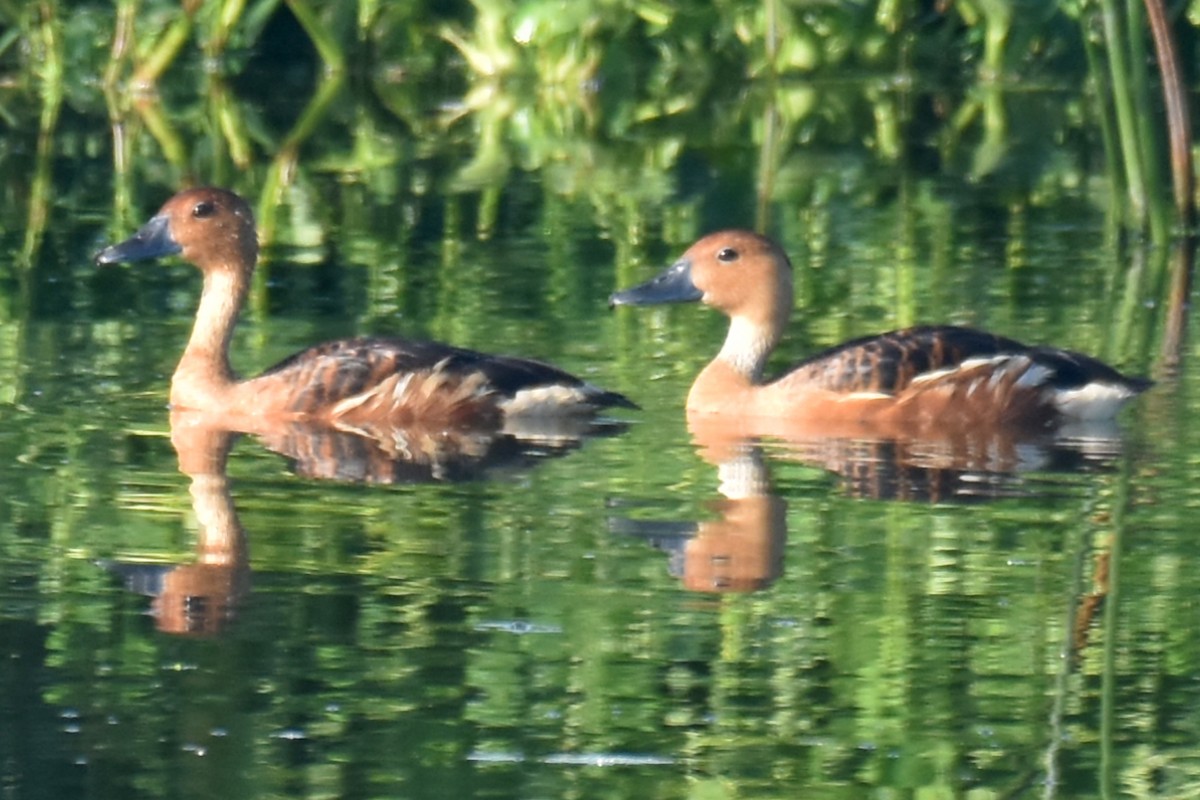 Fulvous Whistling-Duck - Adam Wood