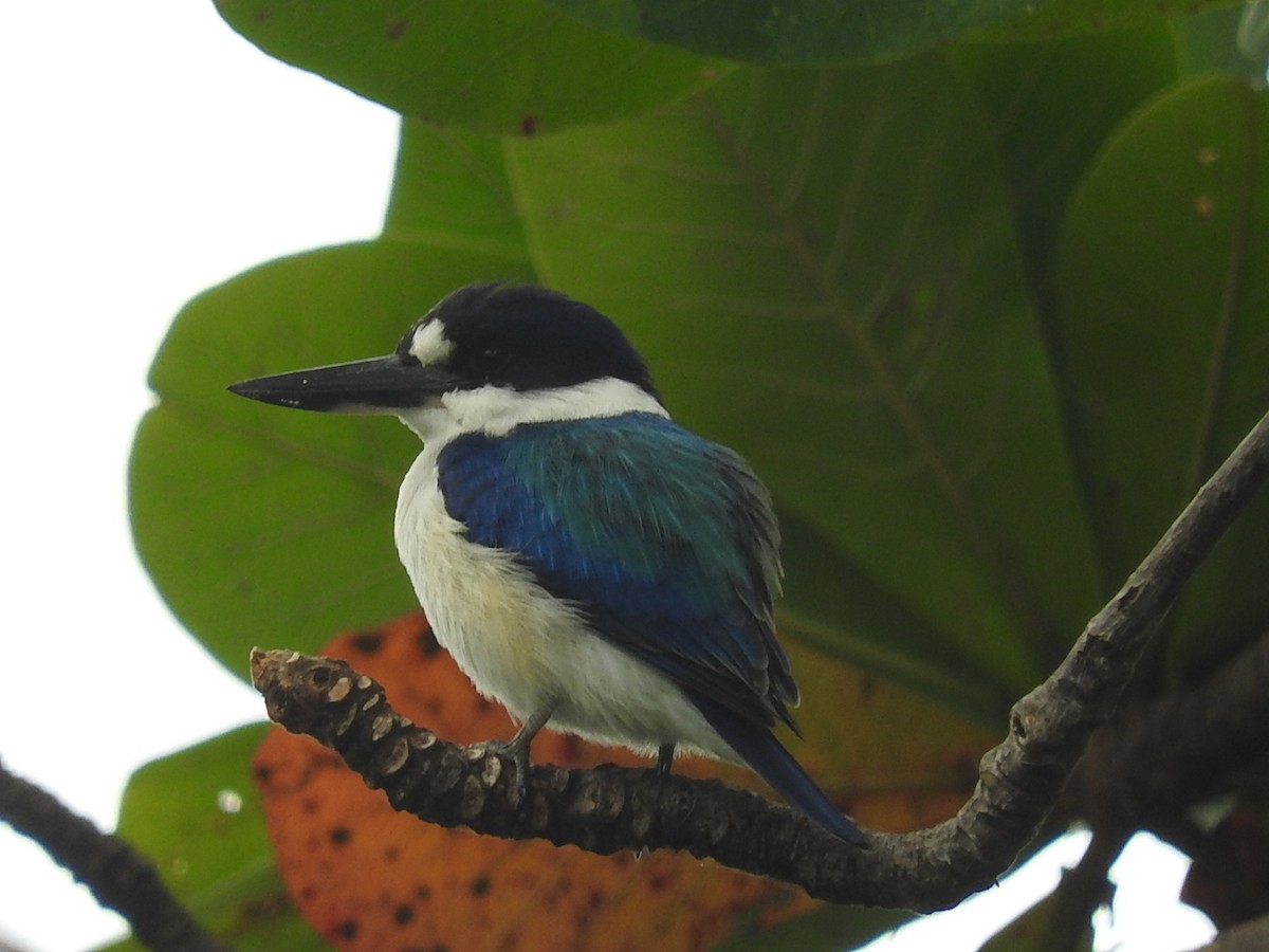 Forest Kingfisher - George Vaughan