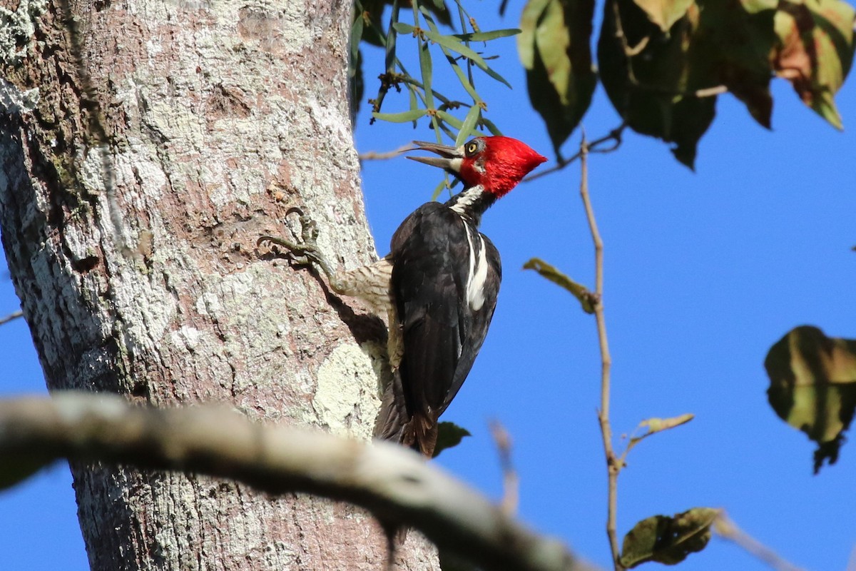 Crimson-crested Woodpecker - ML107623451