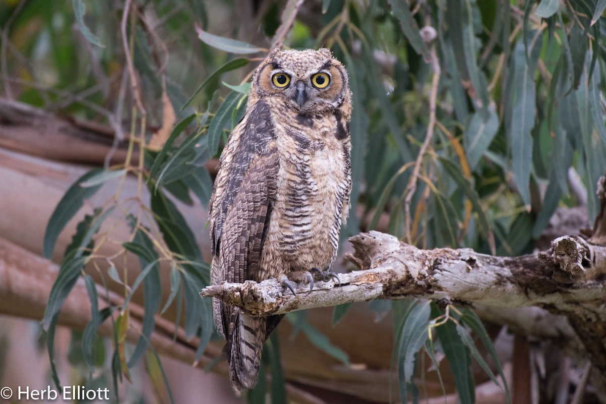 Great Horned Owl - Herb Elliott