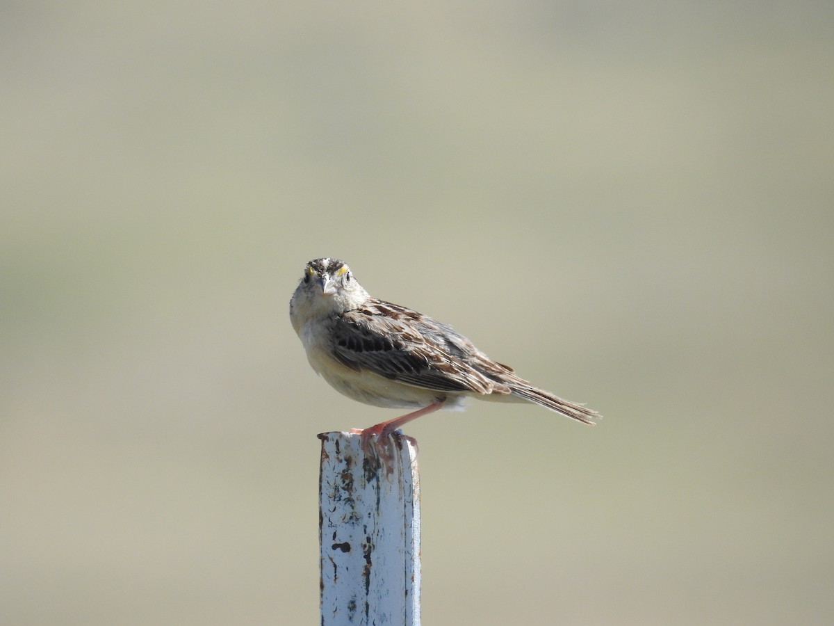 Grasshopper Sparrow - Tina Toth
