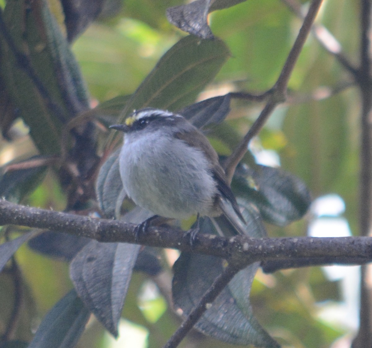 Crowned Chat-Tyrant - ML107634421