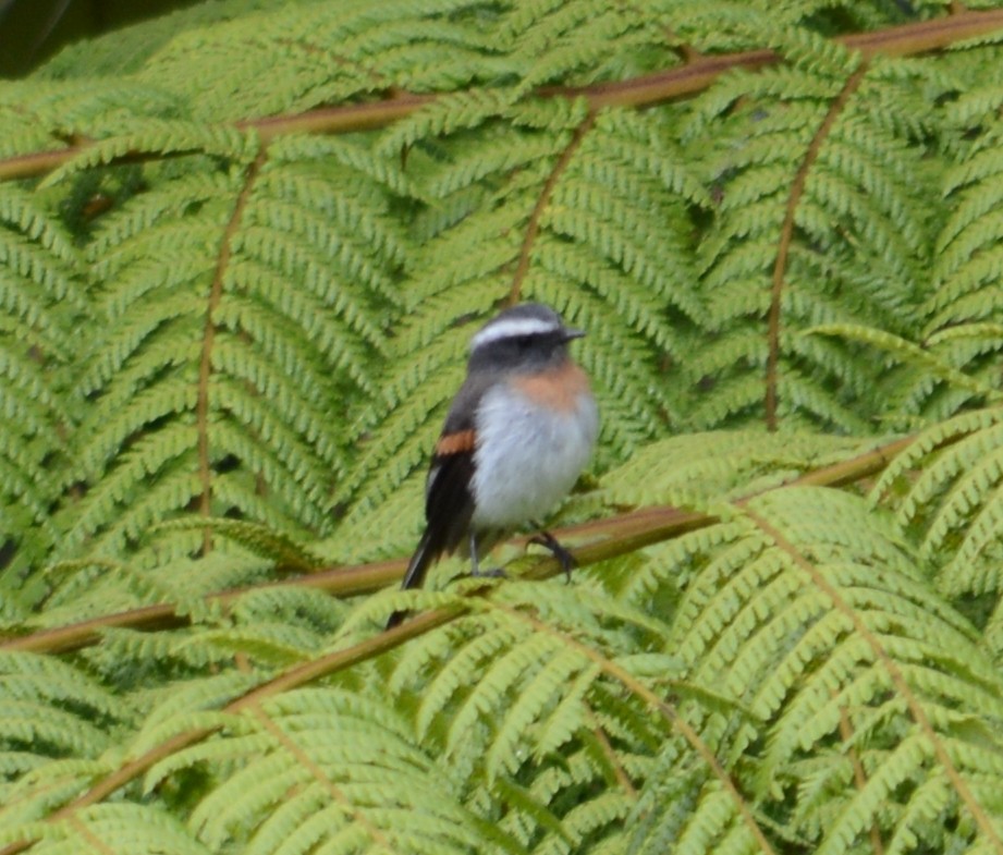 Rufous-breasted Chat-Tyrant - ML107634451