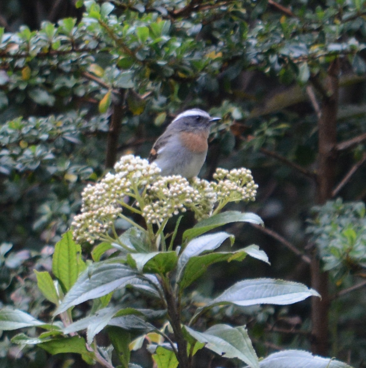 Rufous-breasted Chat-Tyrant - ML107634461
