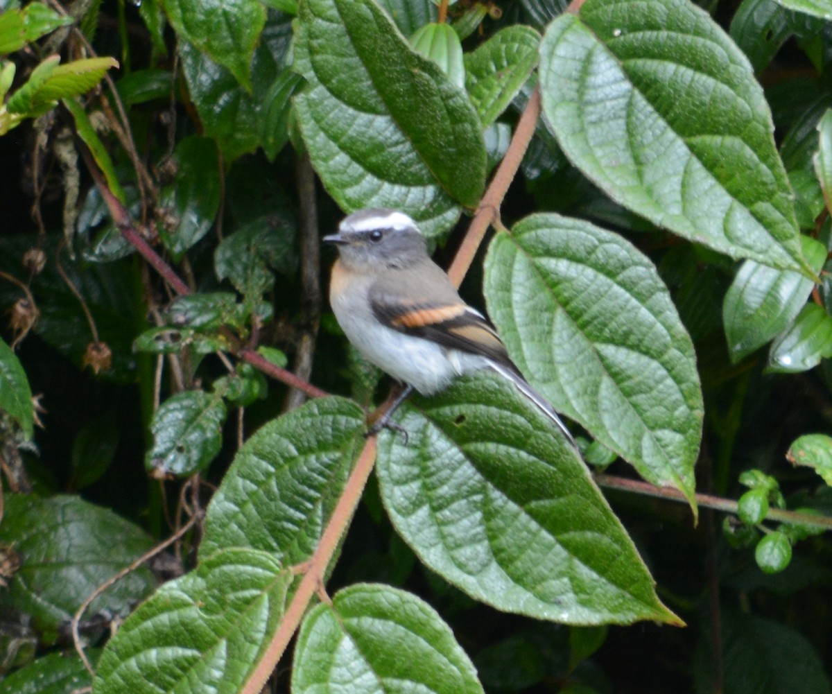 Rufous-breasted Chat-Tyrant - ML107634471