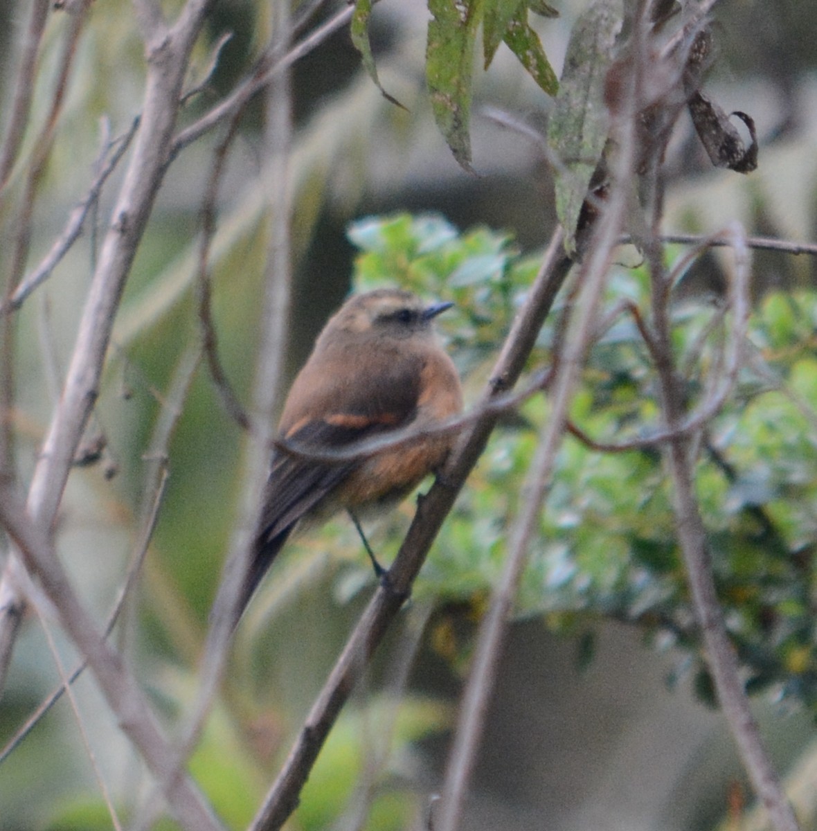 Brown-backed Chat-Tyrant - ML107634531