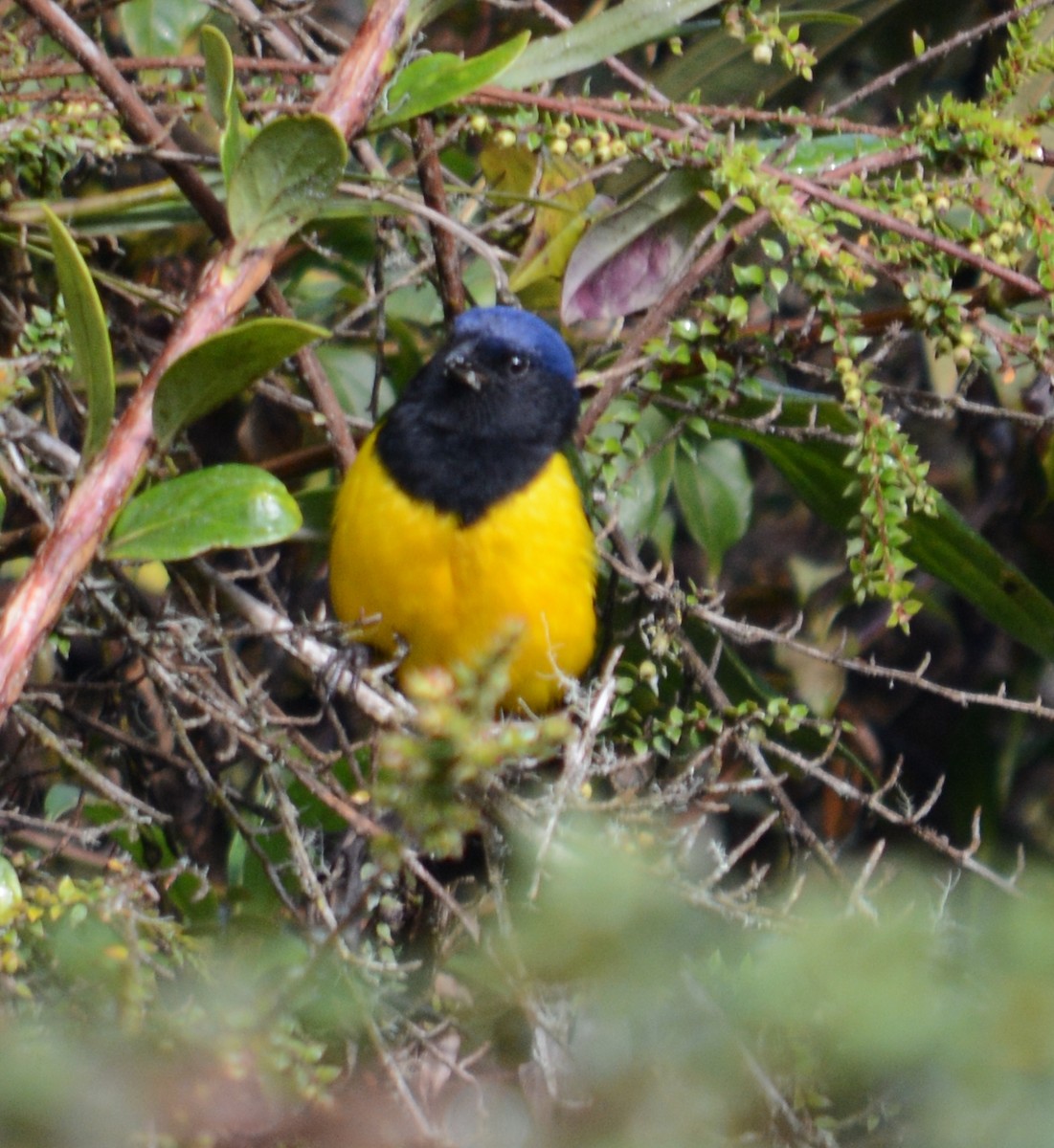 Black-chested Mountain Tanager - ML107635071