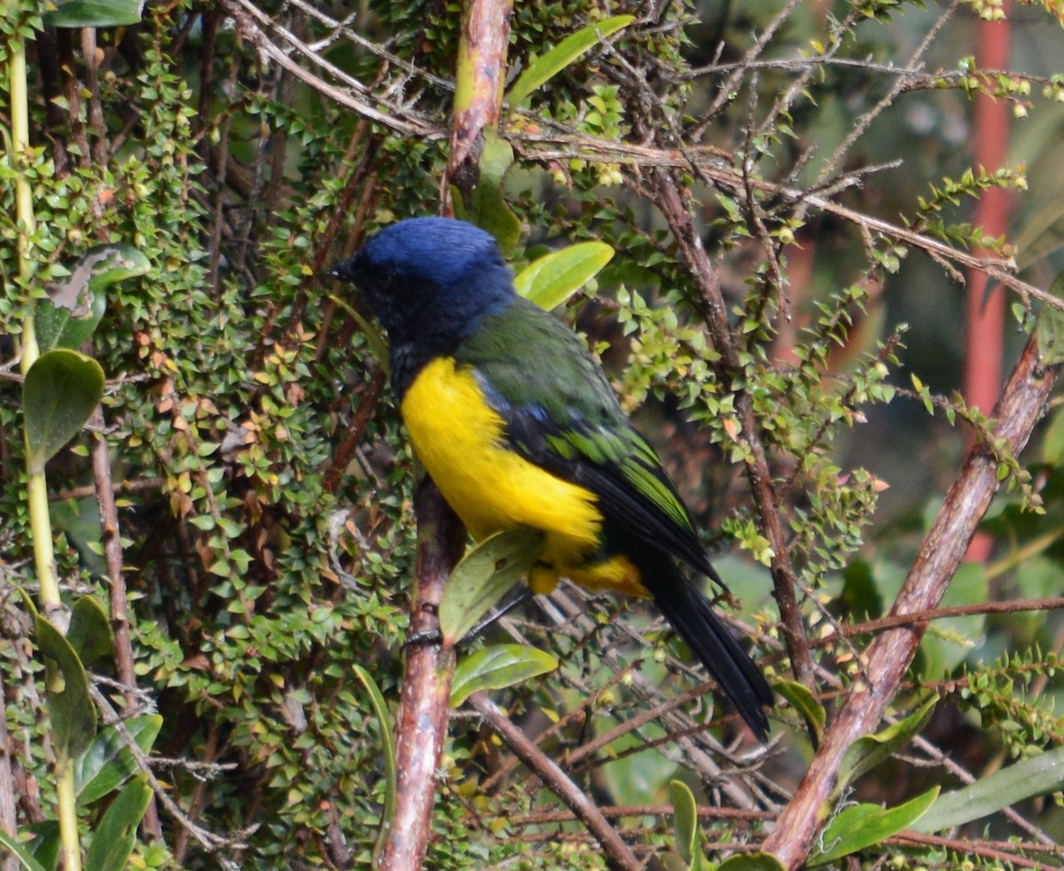 Black-chested Mountain Tanager - ML107635121