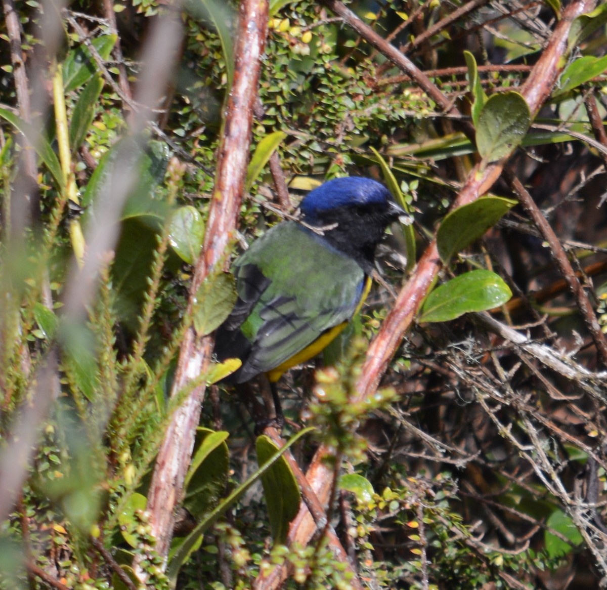 Black-chested Mountain Tanager - Joshua Stone