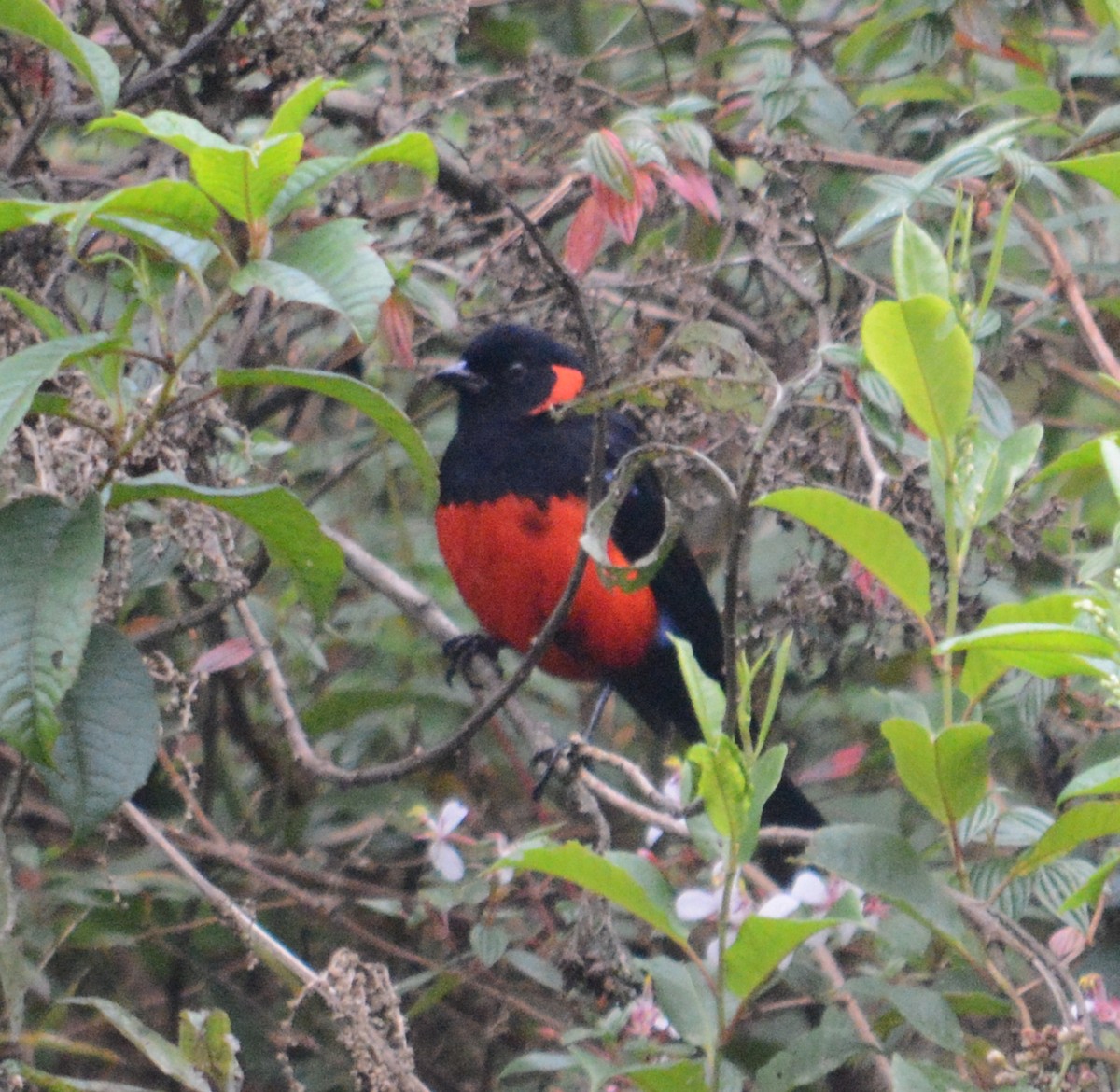Scarlet-bellied Mountain Tanager - ML107635181