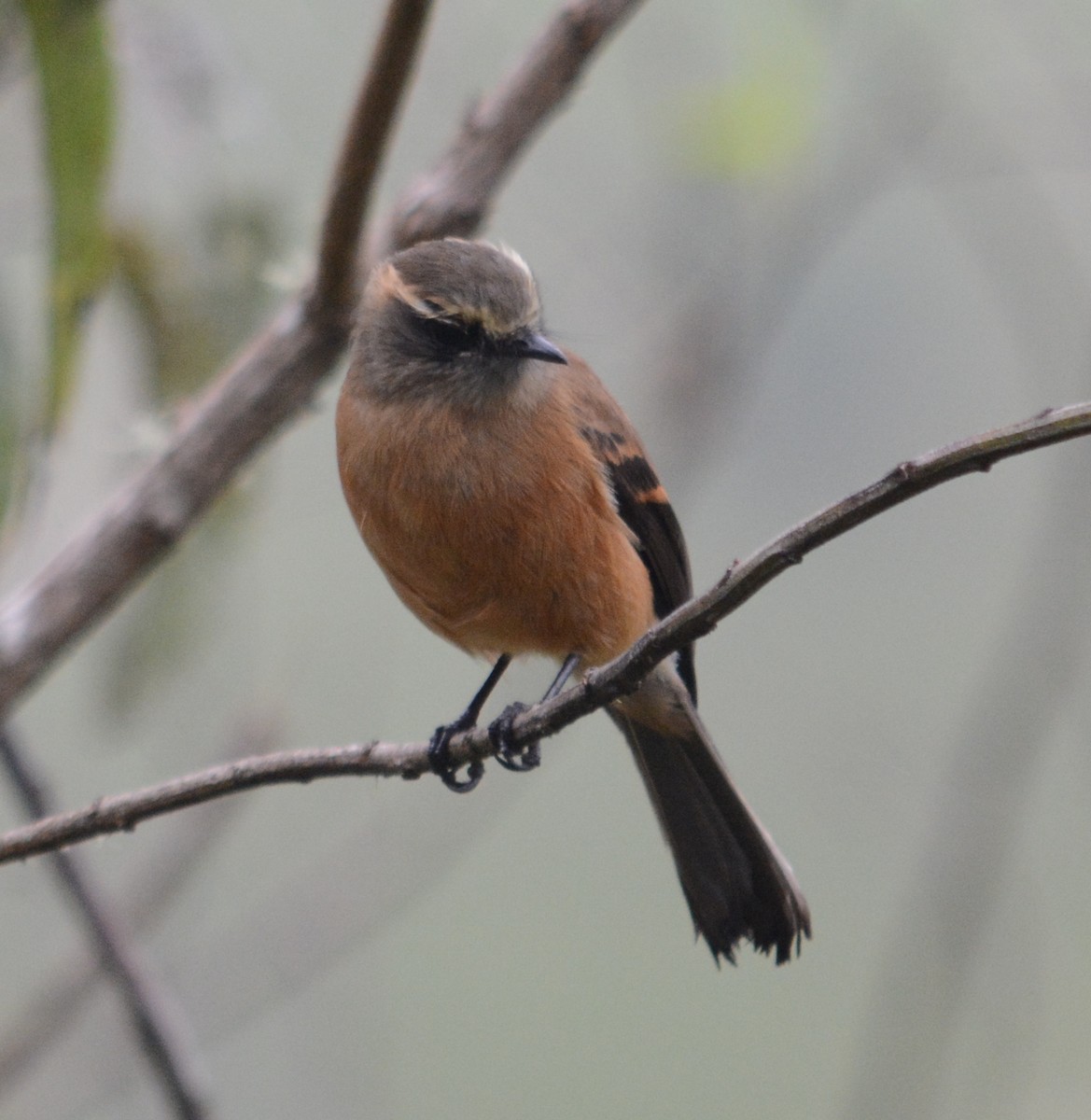 Brown-backed Chat-Tyrant - ML107635241