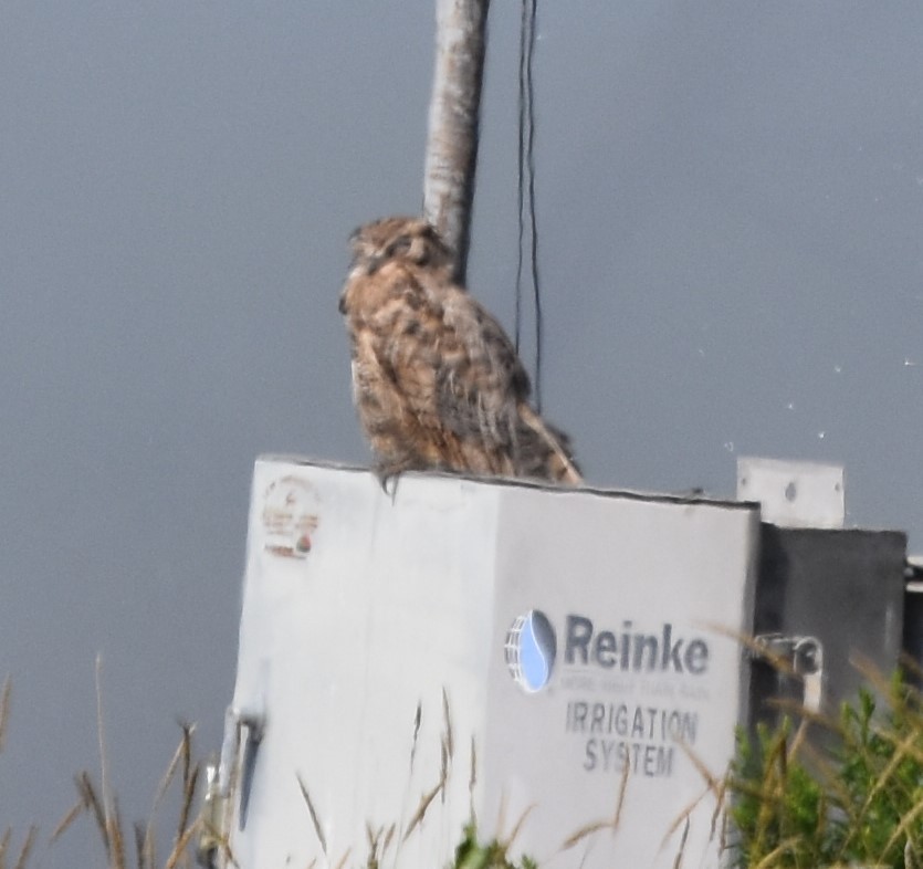 Great Horned Owl - ML107636041