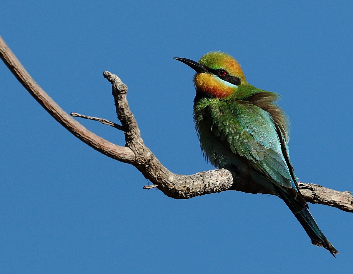 Rainbow Bee-eater - ML107636421