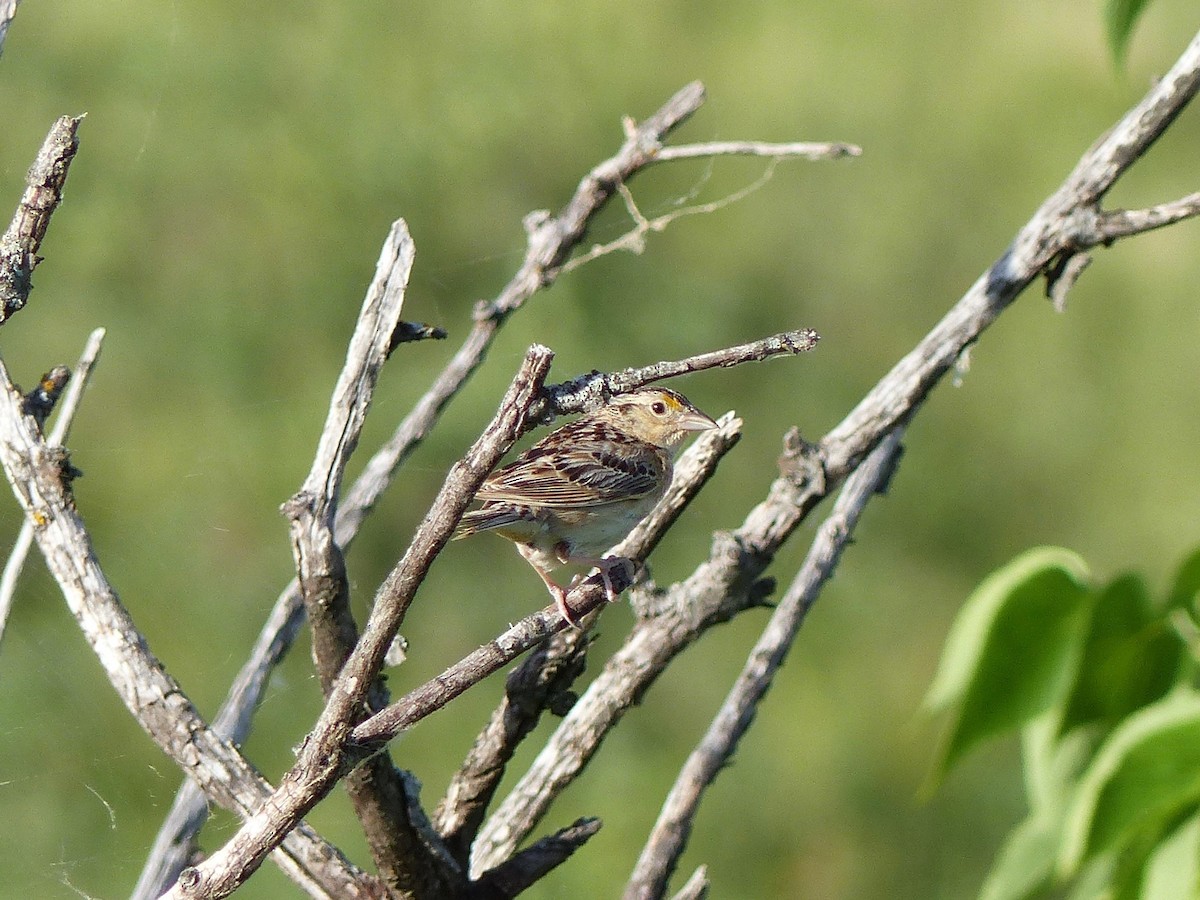 Grasshopper Sparrow - Peder Stenslie