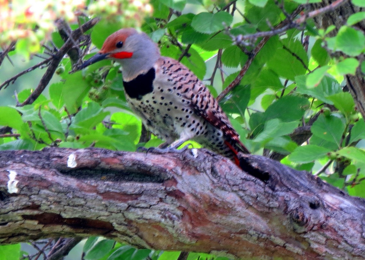 Northern Flicker (Red-shafted) - ML107639491