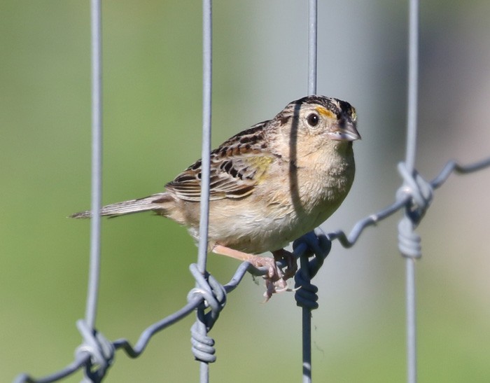 Grasshopper Sparrow - Bobby Brown