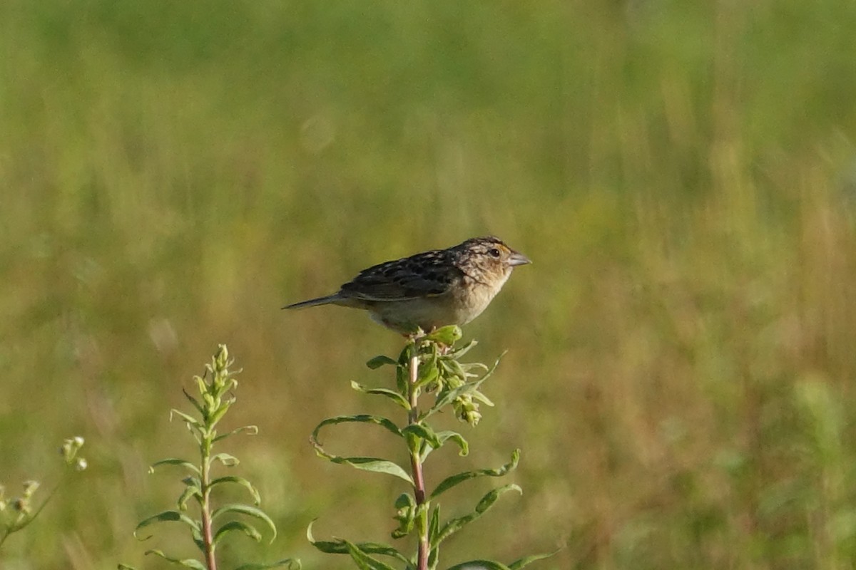 Grasshopper Sparrow - Mary Corporan Dunn