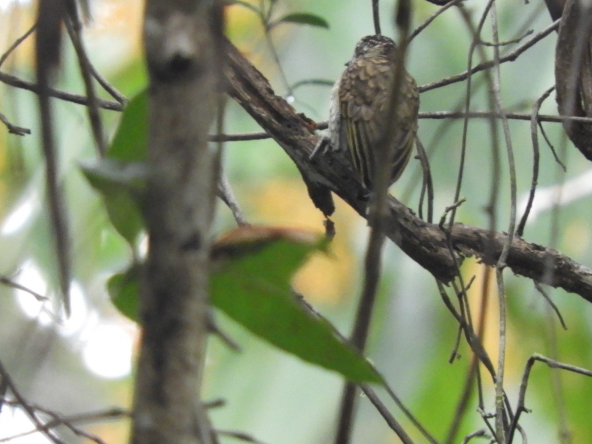 Scaled Piculet - Andrea Morales Rozo