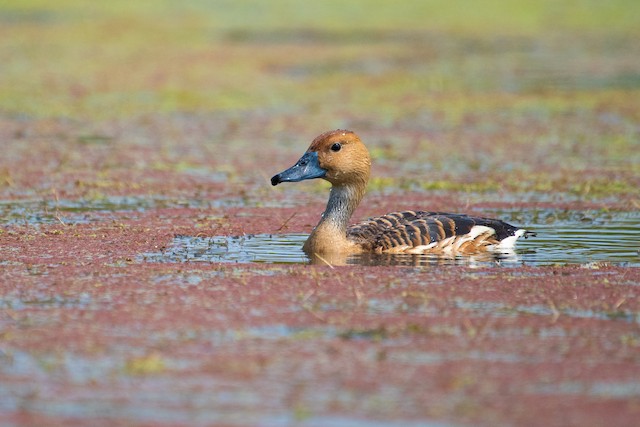 Fulvous Whistling-Duck