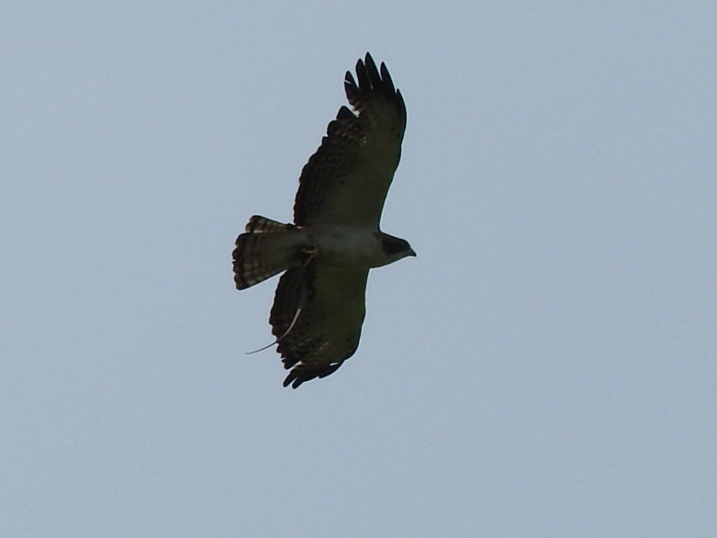 Short-tailed Hawk - Manuel Becerril González